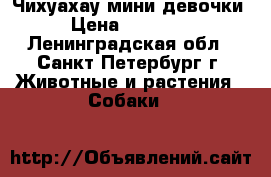 Чихуахау мини девочки › Цена ­ 25 000 - Ленинградская обл., Санкт-Петербург г. Животные и растения » Собаки   